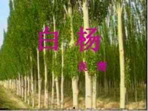 《白杨》的资料