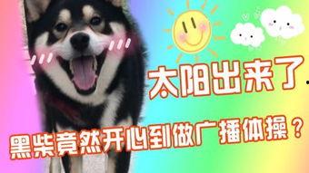 广播喂鸭搞笑视频,广播喂鸭搞笑视频，鸭儿们笑出“鸭”生